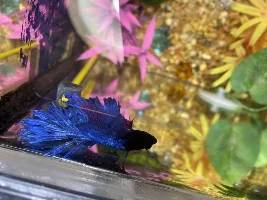 Is this fin rot?