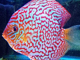 F.O.M.L. Fish Of My Life……photo list of happiness