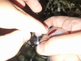 GOLDFISH PROLAPSED ANUS AND WHITE STRINGY POOP