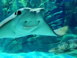 Ripley's Aquarium of Canada 2025