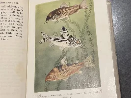Very old fish book I found at work