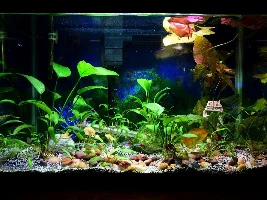 10 Gallon(Kids room)