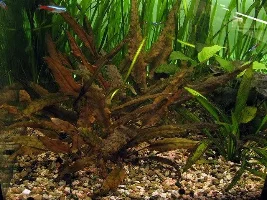 better plant substrate suitable for cory's