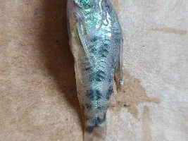 Hand Sanitisers & Aquariums?