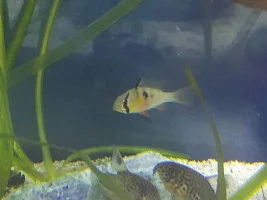 Balloon Bolivian Ram