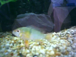 My First Tank :d