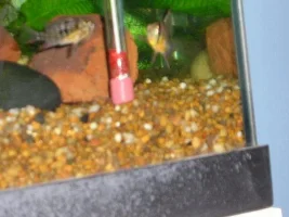 NO FLASH!!!
