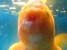 LUMP ON GOLDFISH HEAD