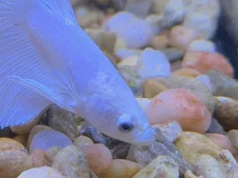 New Betta, please help!
