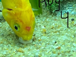 HELP! IDK WHAT TO DO ABOUT THIS! :(