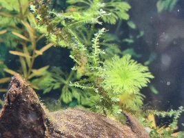 Spiky moss question