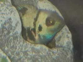 Gold Severum and Polar Blue Parrot breeding?