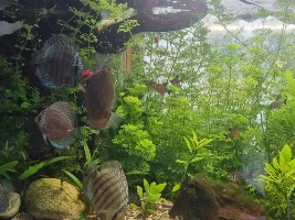 Here I go again 150 gallon reset.