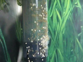 My Angelfish Have Spawned! Pic & Vid