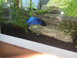 Show me your aqua babies (betta photos)!