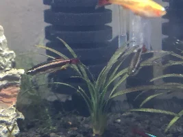 Help me identify these tetras