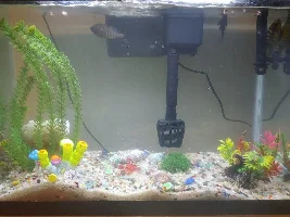 Cichlid Aggression