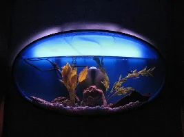 Calling All Betta Lovers
