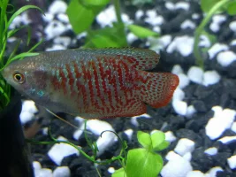 Dwarf Gourami question.