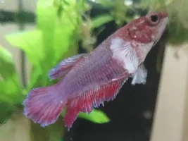 Help now!! Swim Bladder Deseise in one of my Bettas