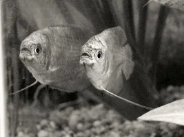 fish photgraphy B&W