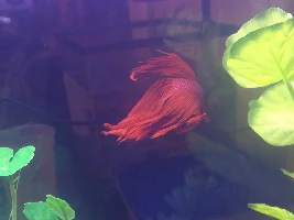 Do Charlie’s fins look normal?