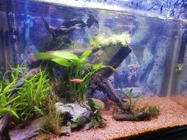 First fishy friends