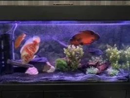 Is a Pleco my only option for my voracious oscar?
