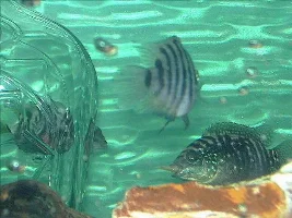 My Jack demp "Tiger"