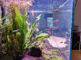 Cloudy Tank - why oh why ?