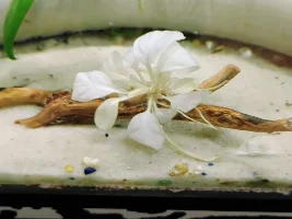 My anubius white rose i just got today