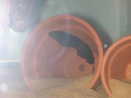 Yay new tank