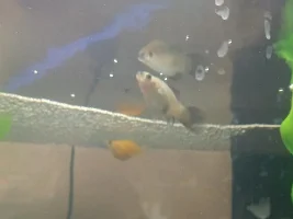 Platy Momma having her babies NOW!!!