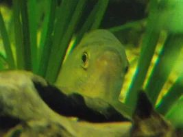 75Gal Update?