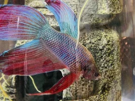 My Beta