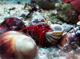 Hermit crabs