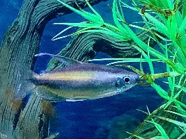 Gold Blue Eyed Congo Tetras…..finally got some decent pics