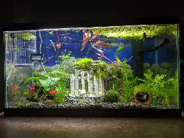 Timeline of a 58L tank over the past month