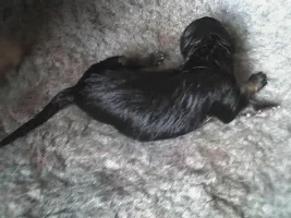 Puppies!