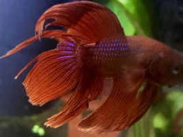 New Betta question