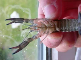 Blue lobsters/crayfish