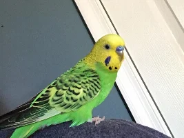 TheTenthDoctor's Bird (s)