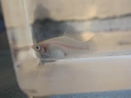 Leucistic platy