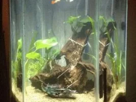 What to do with "toxic" (aggressive) fish?