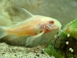 Cories, lots of cories.
