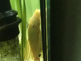 Male or female