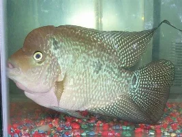 babies bettas look deformed?