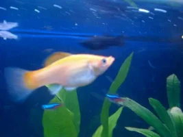 Molly Pregnant