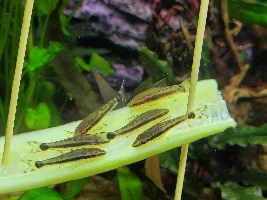 Dd's Tanks And Fish