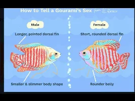 Gouramis fins
